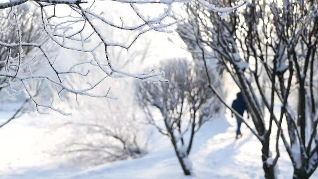 Winter landscape - a snow-covered park with beautiful trees, covered with hoarfrost. A Christmas picture - a winter forest, a sunny day in a fairy-tale park.