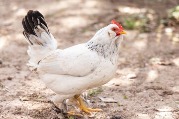 cute chickens roaming the ground