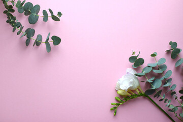 Floral background. Beautiful freesia flower and eucalyptus branches on a pink background. Minimalism. Flat lay, top view. Place for text.