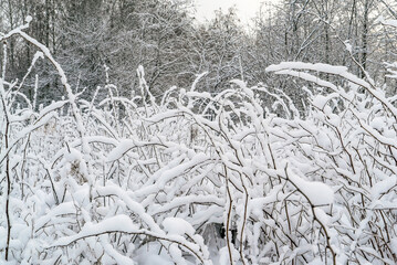 White fluffy snow lies on the branches of a shrub . Winter landscape. Leningrad region.