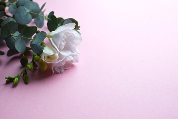 Floral background. Beautiful freesia flower and eucalyptus branches on a pink background.  Place for text.