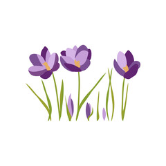 Crocus. Set of flowers and leaves. Lilac color, Symbol of spring and holiday. Isolated on white. Vector image