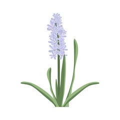 Blue hyacinth. Spring flower with leaves. Isolated element on a white background. For the design of postcards, banners, posters. Vector illustration.