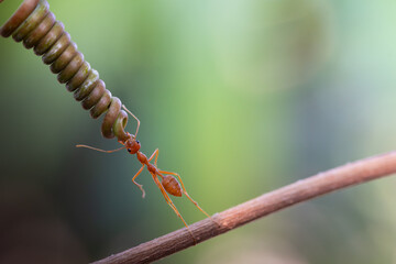 Ant action standing. Ant carries flower or food, Concept team work together