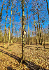 Obraz premium wooden bird house or nest box attached to a tree trunk in the nature cemetery. Animal welfare and bird protection concept.