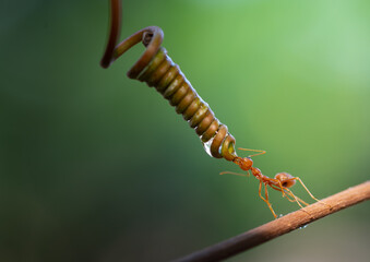 Ant action standing. Ant carries flower or food, Concept team work together