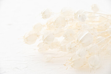 フウセンポピー