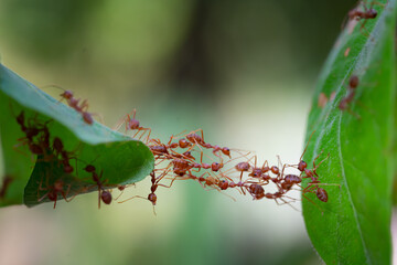 Ant action standing. Ant bridge unity team, Concept team work together.