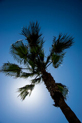 Palmera con el sol a contraluz y el cielo de intenso color azul