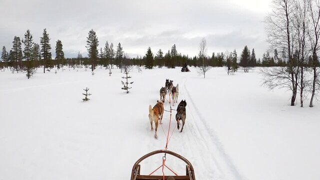 Mushing a dog sled through wilderness in deep snow at the arctic circle in Finalnd