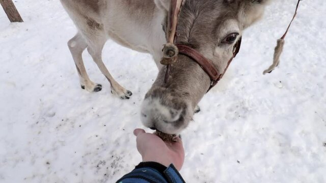 Person feeding a reindeer in Lapland during winter. Cute reindeer being fed in Lapland, Finland in winter.