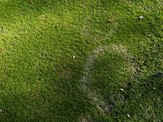 lawn disease on golf course caused by fungus fusarium blight