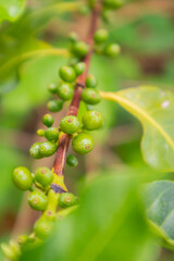 Twig Of Fresh Coffee Fruits Growing at Farm