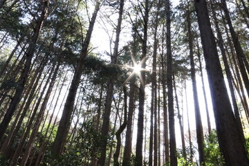 森の中に太陽の光が射す