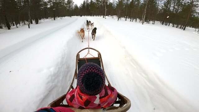 Man mushing a husky sled on a husky safari in Lapland, Finland in winter. Dog Sledding in the forest outdoors in Finnish Lapland. Couple on vacation in Lapland.