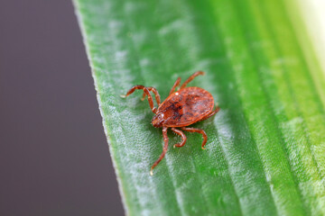 Hard tick on green leaves, North China