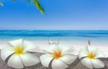 Fototapeta na wymiar fleurs de frangipanier sur muret devant plage paradisiaque du Morne, île Maurice 