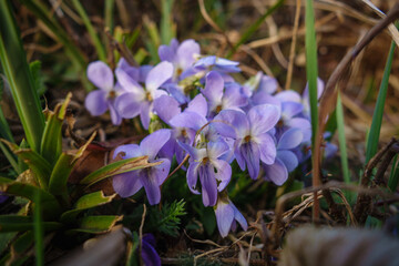 Cespo di violette azzurre nell’erba in un prato