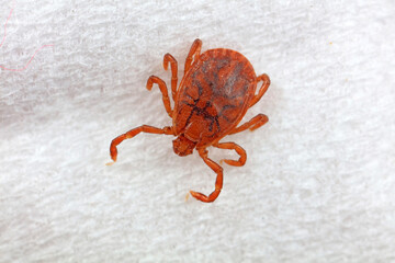 Hard tick on white background,  North China