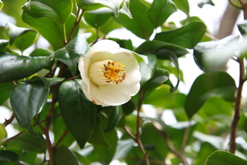 花びらが開きかけの白一重薮椿