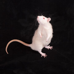 white albino rat on a black background
