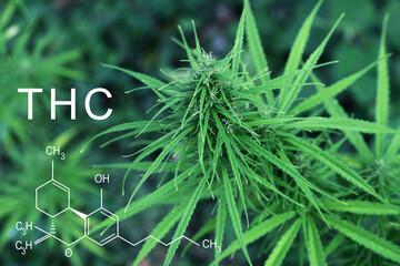 THC chemical structural formula, Cannabis industry, pharmacy business, THC elements  in marijuana and medical health.