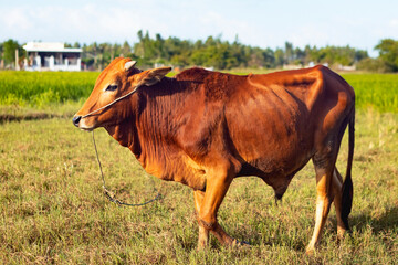 Cow from Asia breed, Zebu variety. Grazing in the meadow