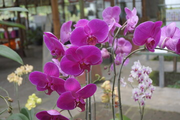 Beautiful orchids with a natural background
