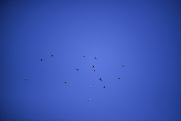 a large flock of wild pigeons flying in the summer sky. Columba palumbus birds in freedom