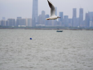 Fototapeta na wymiar seagull flying in the sky catching fish