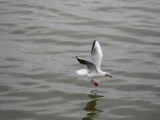 seagull flying in the sky catching fish