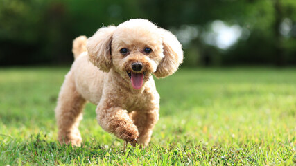 愛犬のポートレート