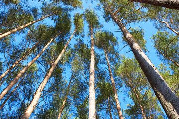 Background from the tops of the pine trees. The texture of the pine trees