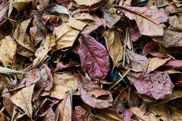 Leaves dry in the summer, waiting for removal.