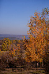 Fototapeta premium birch leaves yellowed on the branches. betula tree in the autumn