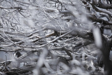 Branches d'Arbres d'hiver