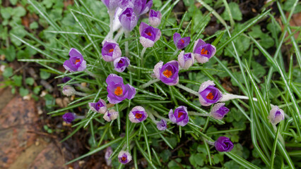 Group of crocus flowers and foliage in spring from above