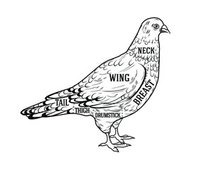 Butcher diagram guide for cutting pigeon in black and white graphic style
