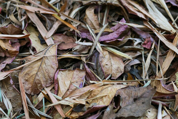Leaves dry in the summer, waiting for removal.