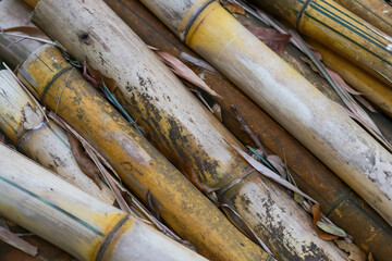 The dried bamboo logs were cut for use.