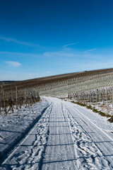 A beautiful shot of a snowy vineyard road with a blue sky in the background