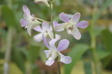 Beautiful orchids with a natural background