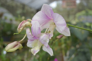 Beautiful orchids with a natural background