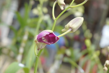 Beautiful orchids with a natural background