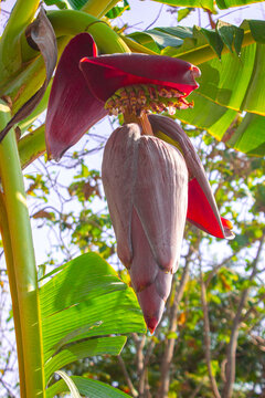 Banana Blossom Or Jantung Pisang Or Musa Paradisiaca On Tree