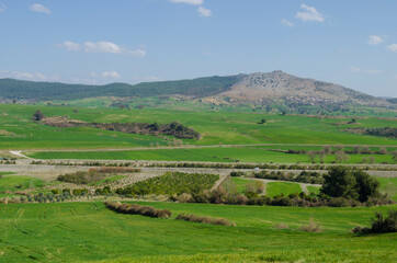 Fototapeta na wymiar Green field of wheat and sky Kozan/Adana