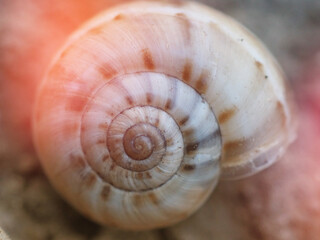 snail shell close-up macrophotography