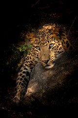 indian wild male leopard or panther resting on big rock in isolated black background in forest of central india - panthera pardus fusca