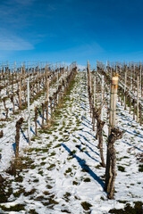 Fototapeta na wymiar A beautiful shot of a vineyard in winter with a blue sky background