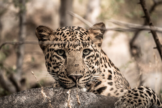 Fine art image of male leopard or panther portrait from wild during animal wildlife safari at forest of central india - panthera pardus fusca